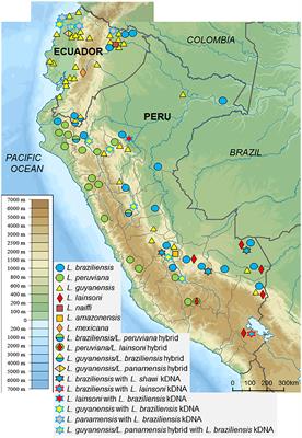 Prevalence of Genetically Complex Leishmania Strains With Hybrid and Mito-Nuclear Discordance